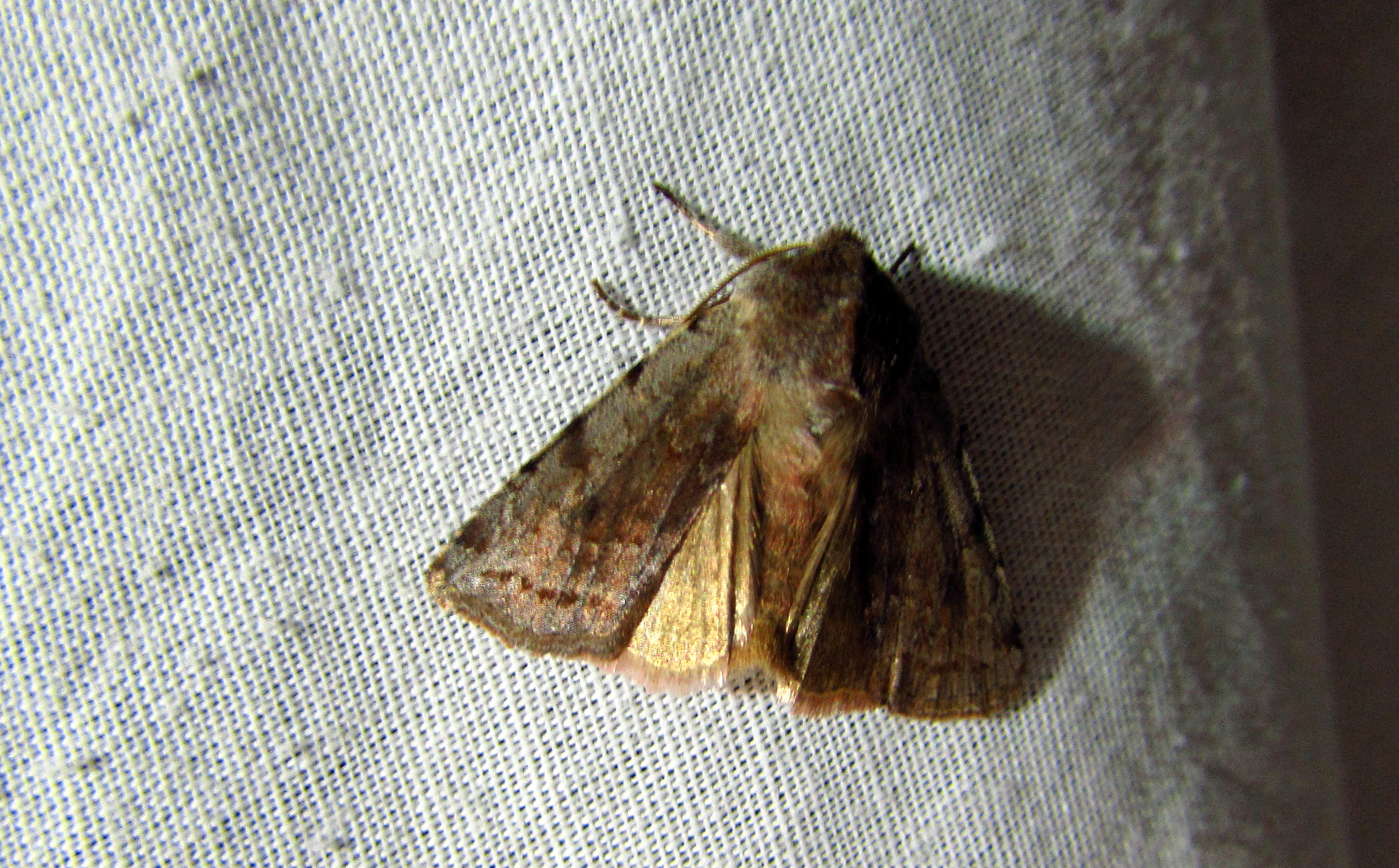 Cerastis rubricosa - vörhenyes tavaszibagoly