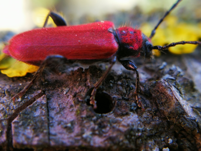 Pyrrhidium sanguineum - tűzpiros facincér