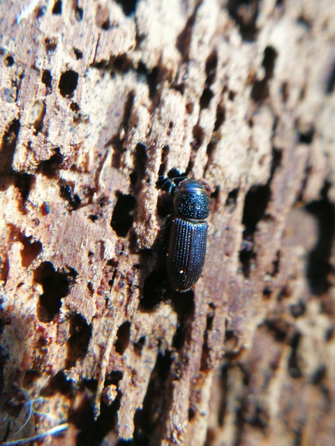 Pleurophorus caesus - hengeres trágyabogár