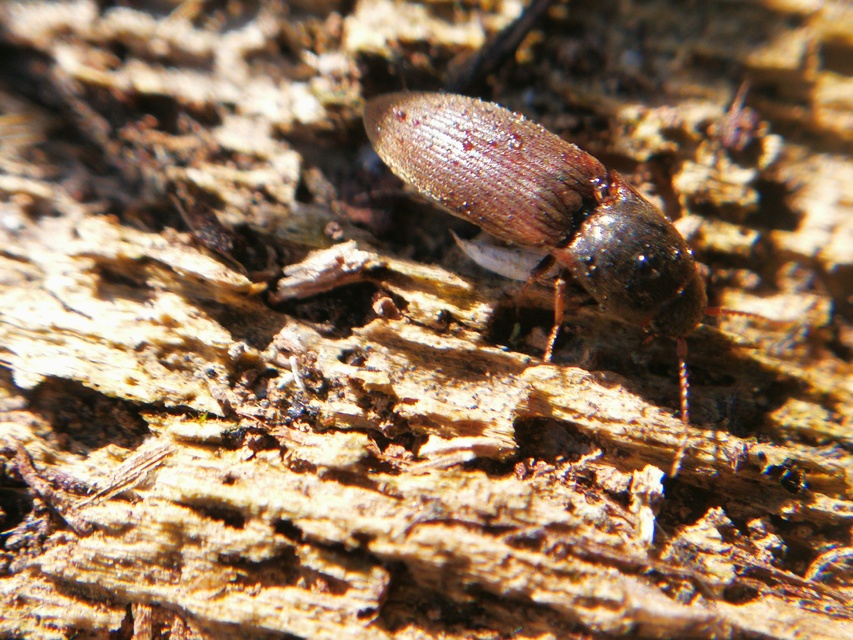Agriotes sputator - réti pattanó