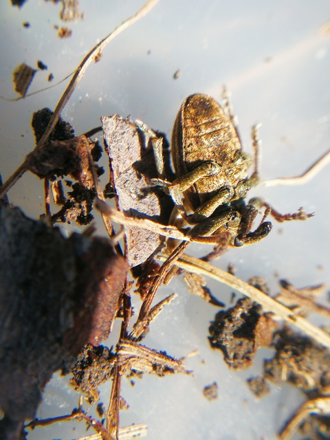 Hypera striata - sávos pikkelyesormányos