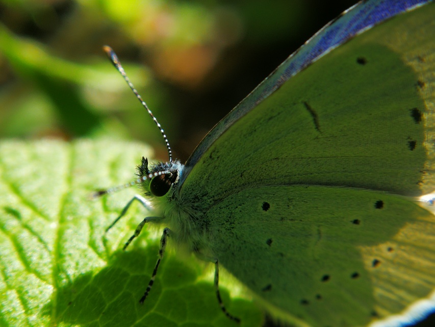 Celastrina argiolus - bengeboglárka