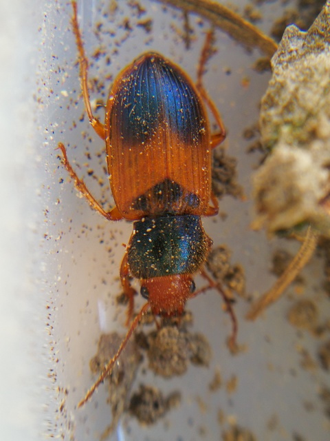 Diachromus germanus - német tarkafutó