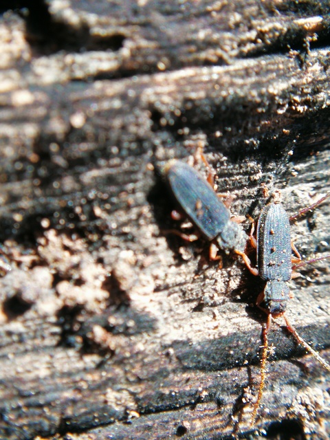 Uleiota planatus - hosszúcsápú fogasnyakú-lapbogár