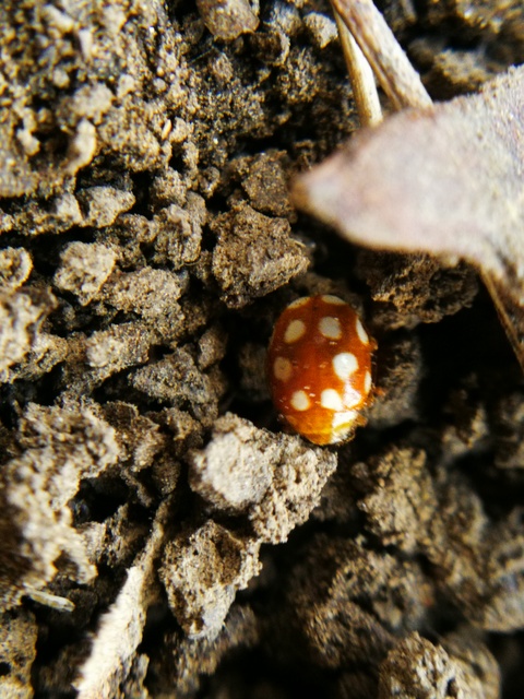 Vibidia duodecimguttata - tizenkétcseppes füsskata