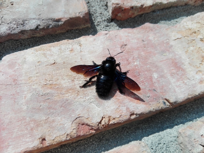 Xylocopa violacea - kék fadongó