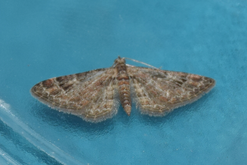 Gymnoscelis rufifasciata - vöröscsíkos törpearaszoló