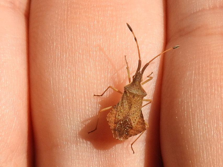 Syromastus rhombeus - vitorlás karimáspoloska