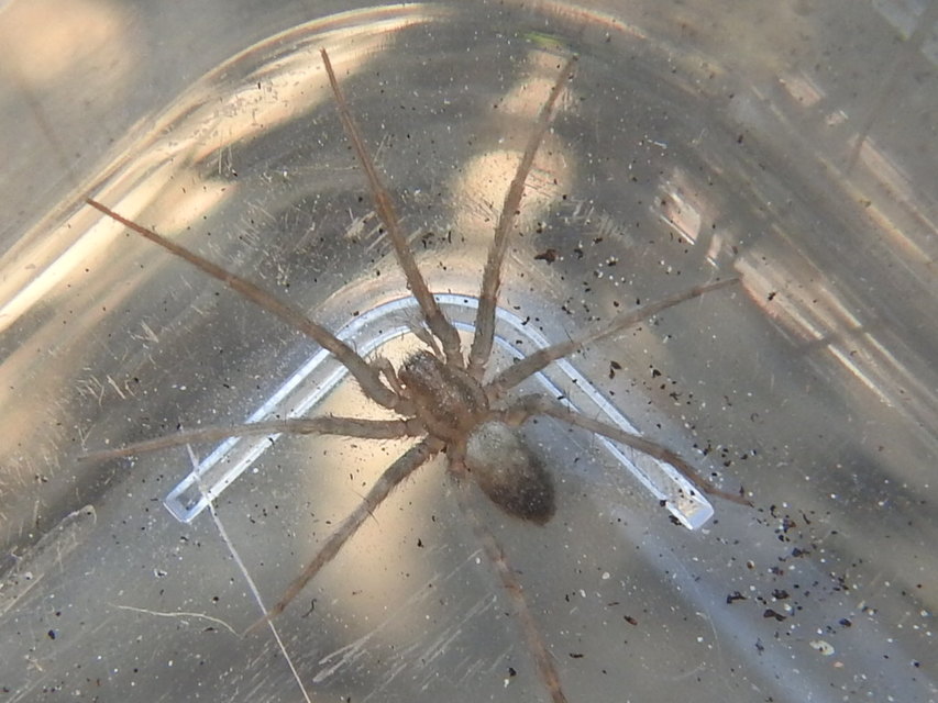 Tegenaria domestica - házi zugpók