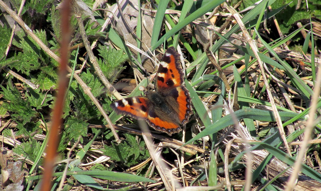 Nymphalis urticae - kis rókalepke