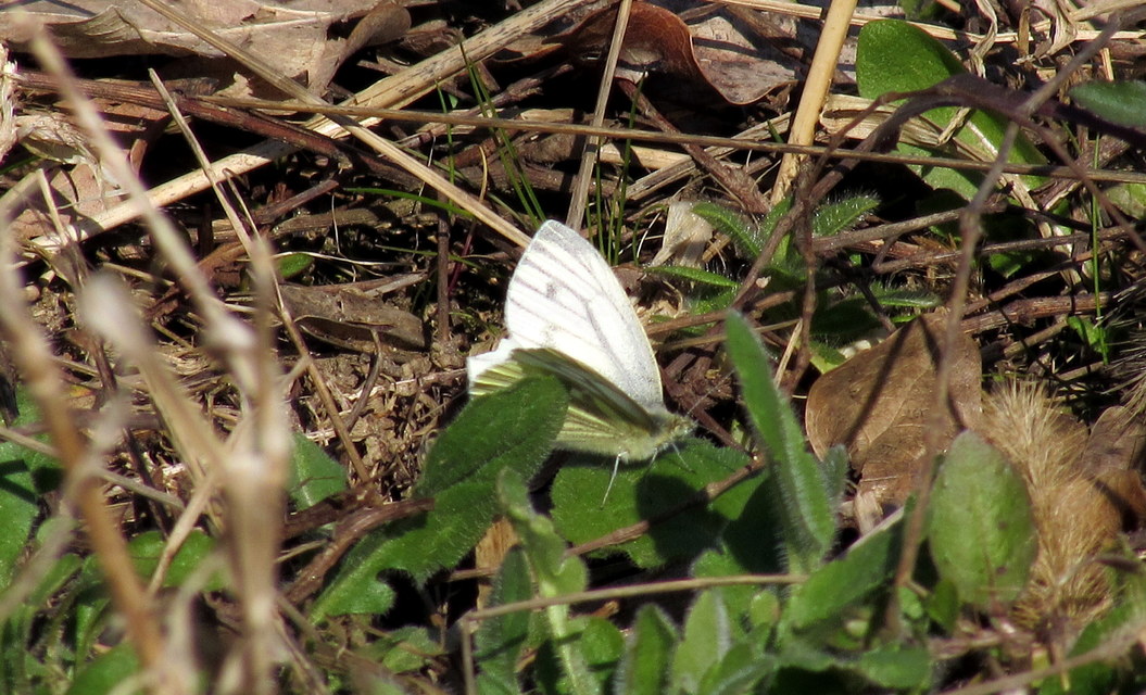Pieris napi - repcelepke