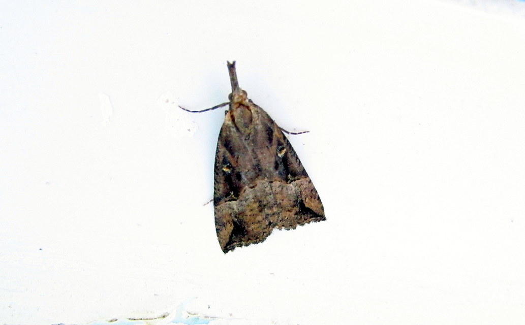 Hypena rostralis - közönséges karcsúbagoly