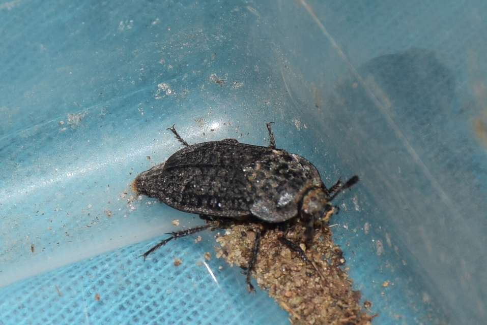 Thanatophilus rugosus - ripacsos dögbogár
