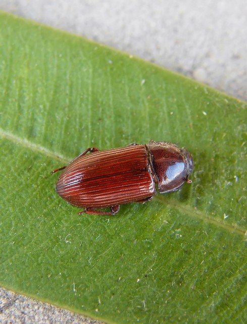 Uloma culinaris - nagy rágványbogár
