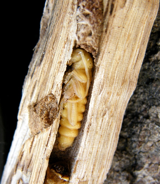 Plagionotus arcuatus - bársonyos darázscincér