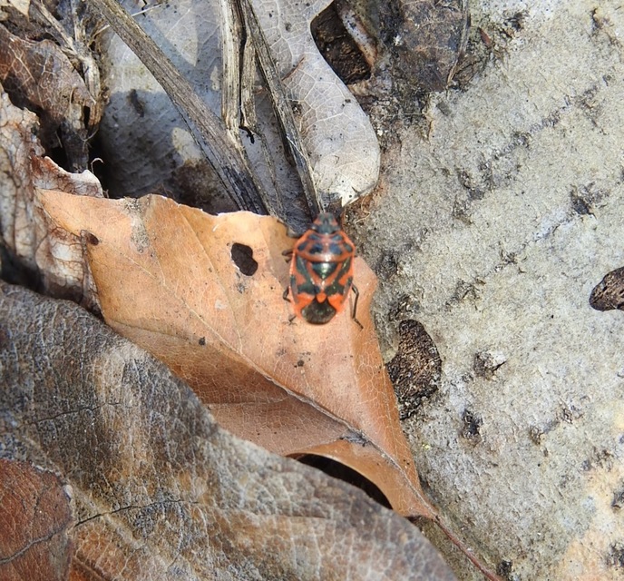 Eurydema ornata - díszespoloska Eurydema ornata - díszespoloska