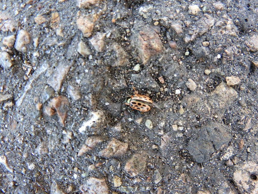 Chrysomela vigintipunctata - húszfoltos fűzlevelész