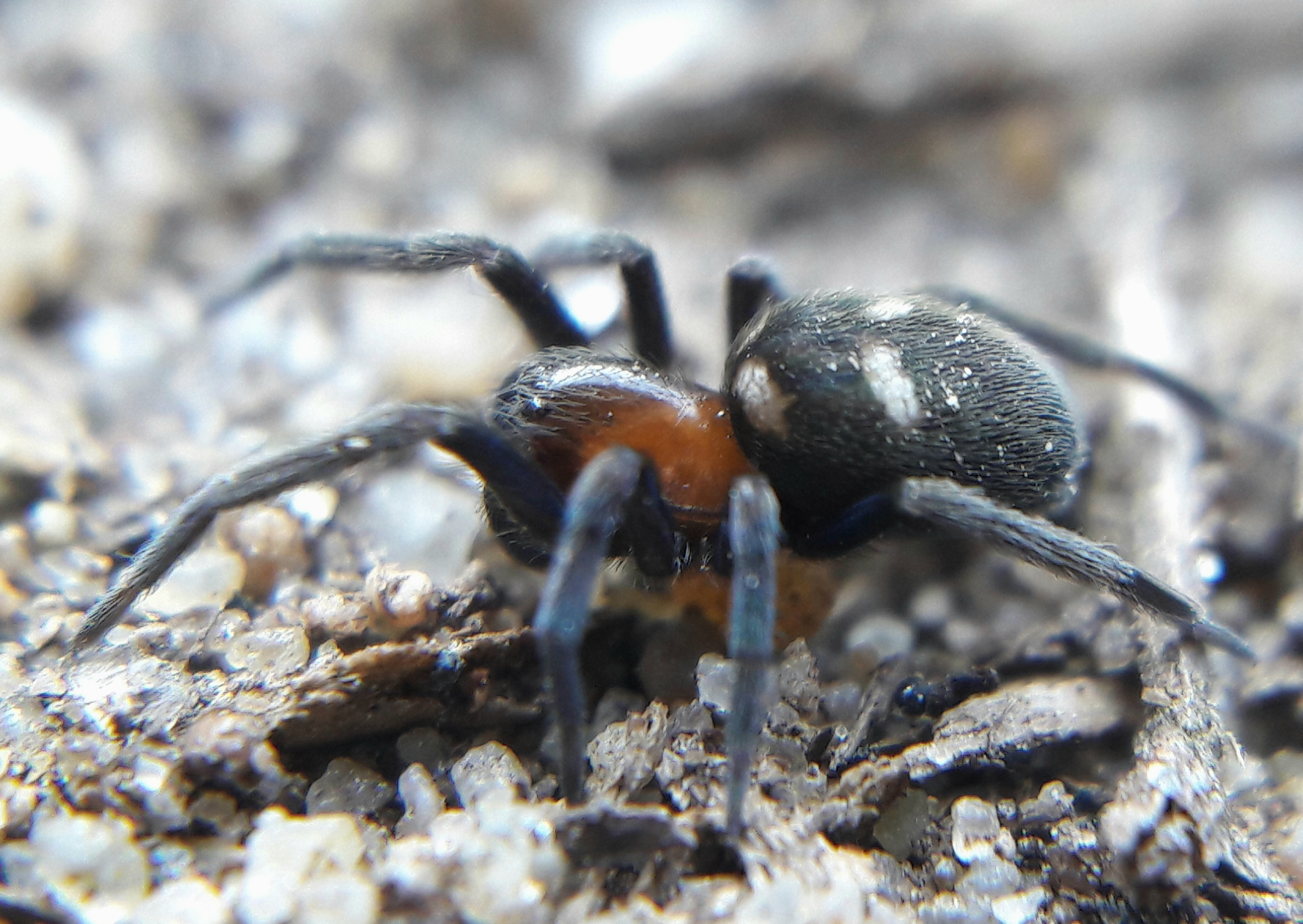 Titanoeca quadriguttata