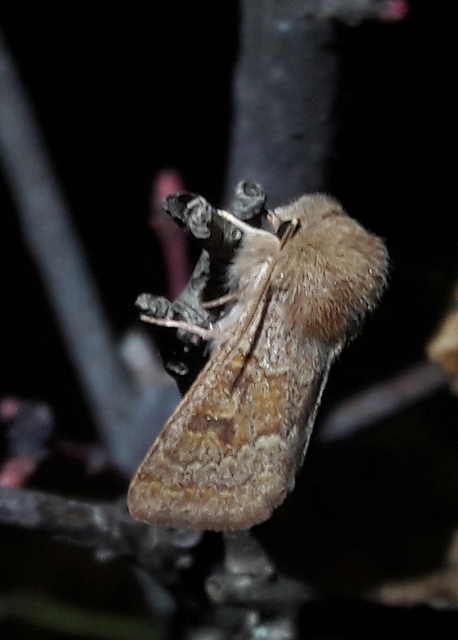 Orthosia miniosa - sárgás barkabagoly