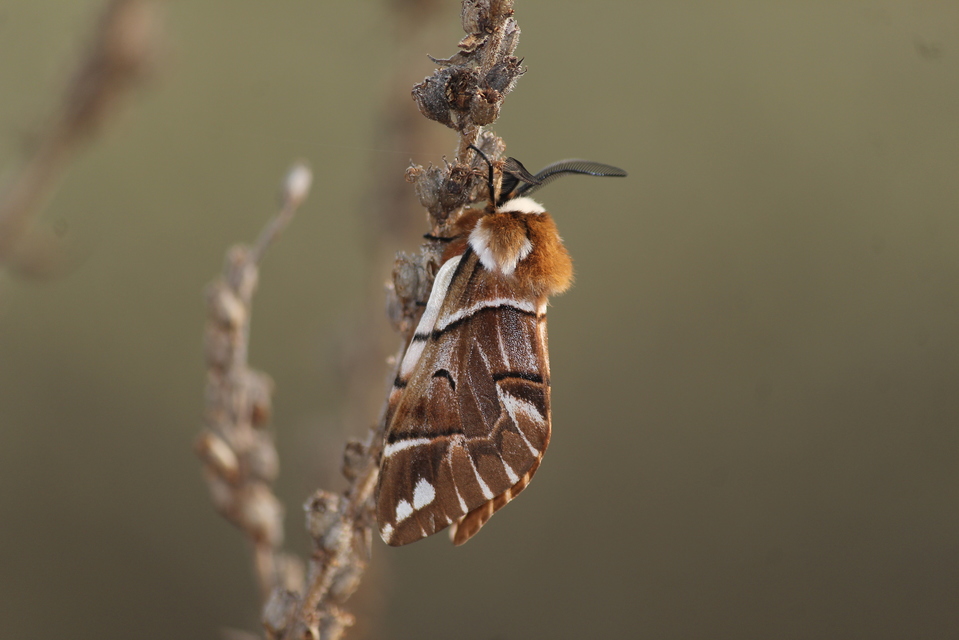 Endromis versicolora - tarkaszövő