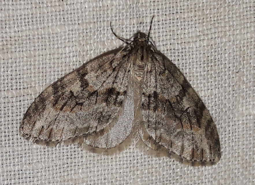 Trichopteryx polycommata - kőrisfa-lebenyesaraszoló