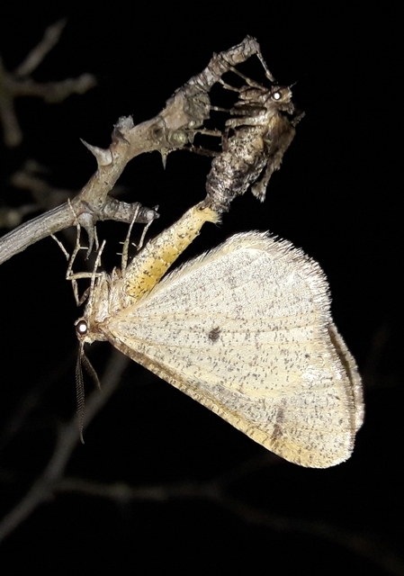 Agriopis marginaria - sárgás téliaraszoló