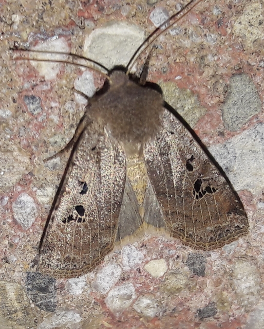 Conistra rubiginosa - szürke télibagoly