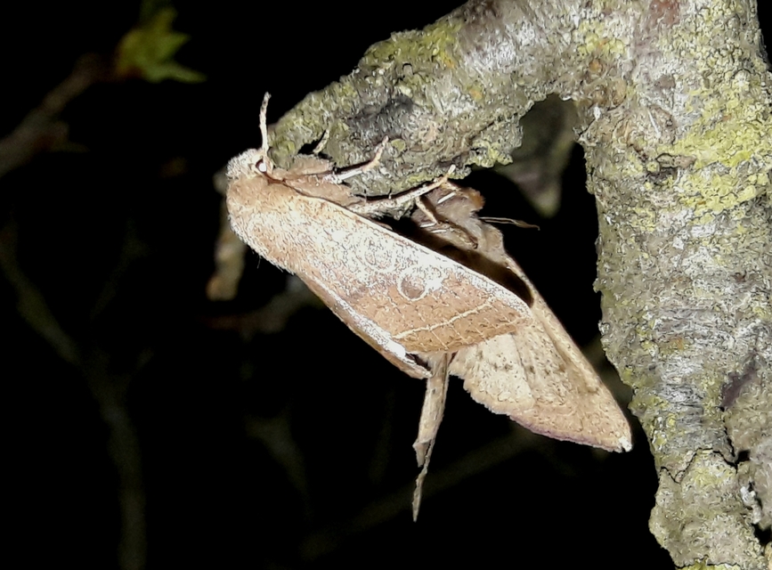 Orthosia cerasi - közepes barkabagoly