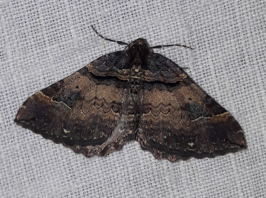 Earophila badiata - csipkerózsa-araszoló