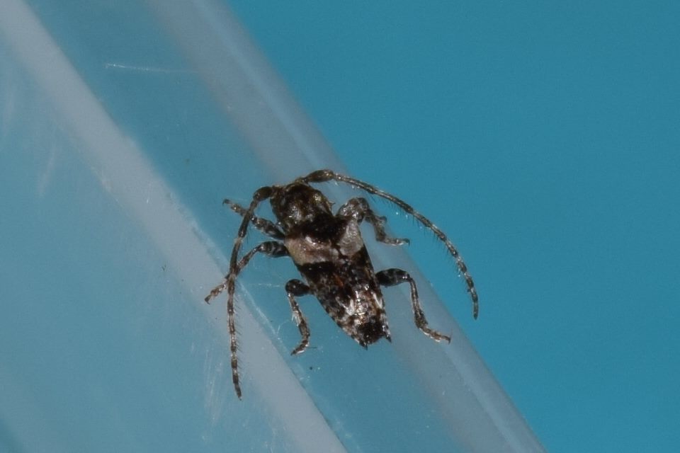 Pogonocherus hispidus - kéttövises ecsetcincér