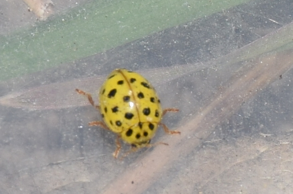 Psyllobora vigintiduopunctata - huszonkétpettyes katica