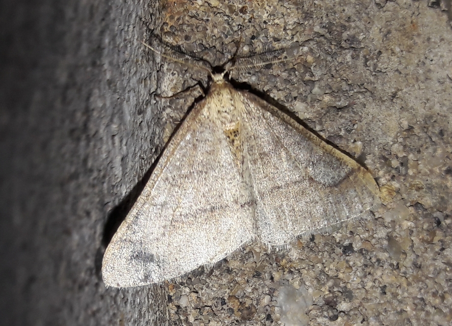 Agriopis marginaria - sárgás téliaraszoló
