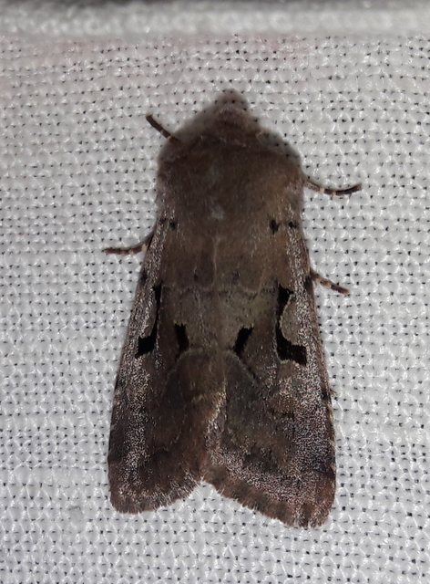 Orthosia gothica - feketefoltos barkabagoly