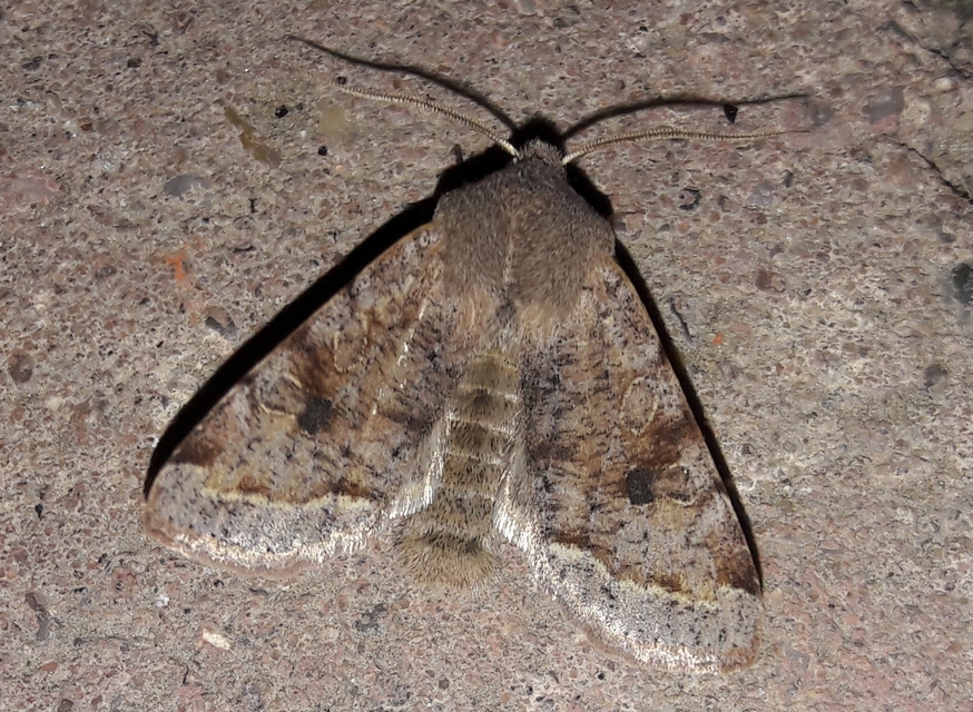 Orthosia incerta - változékony barkabagoly