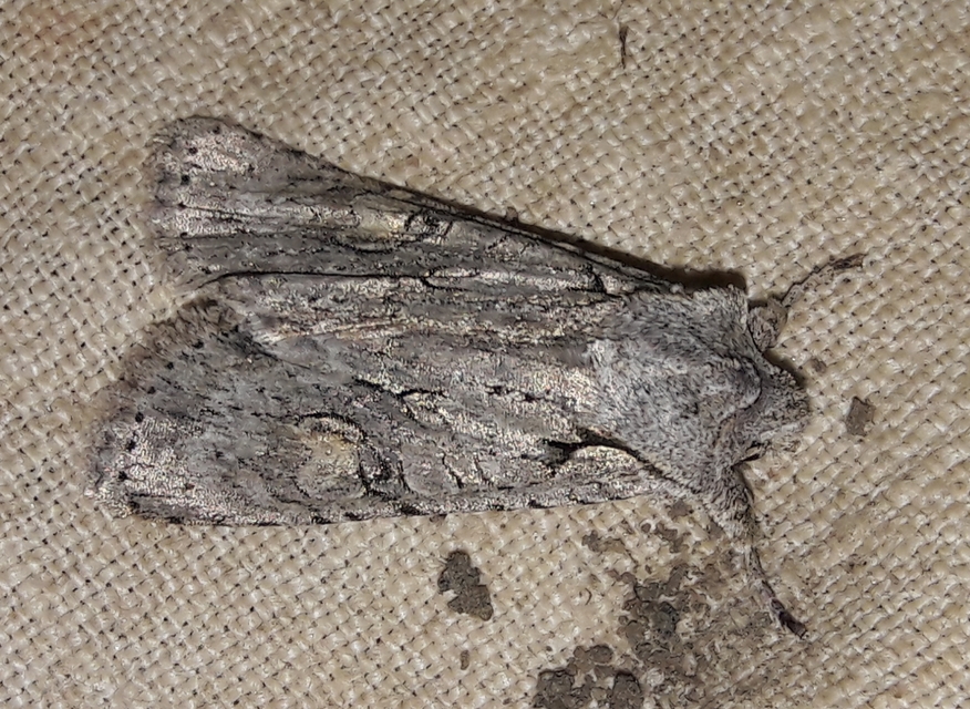 Lithophane ornitopus - közönséges fabagoly