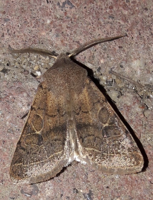Orthosia cerasi - közepes barkabagoly