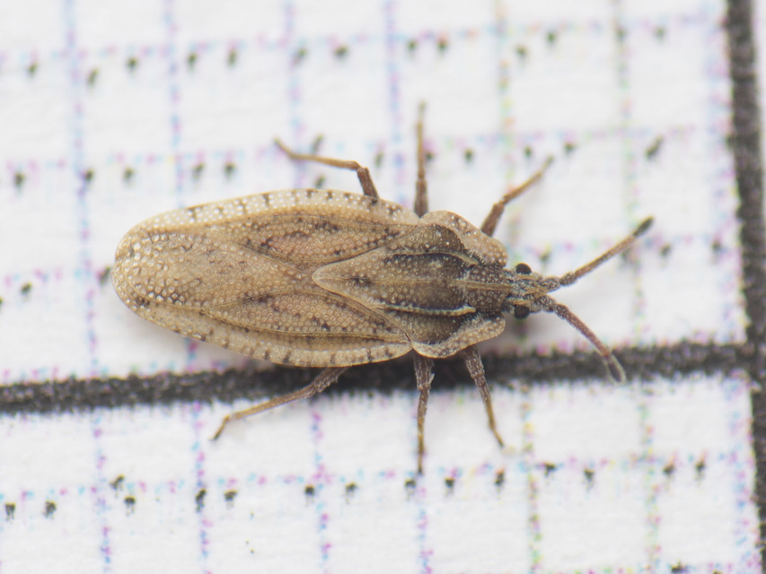 Tingis auriculata - nyakas csipkéspoloska Tingis auriculata - nyakas csipkéspoloska