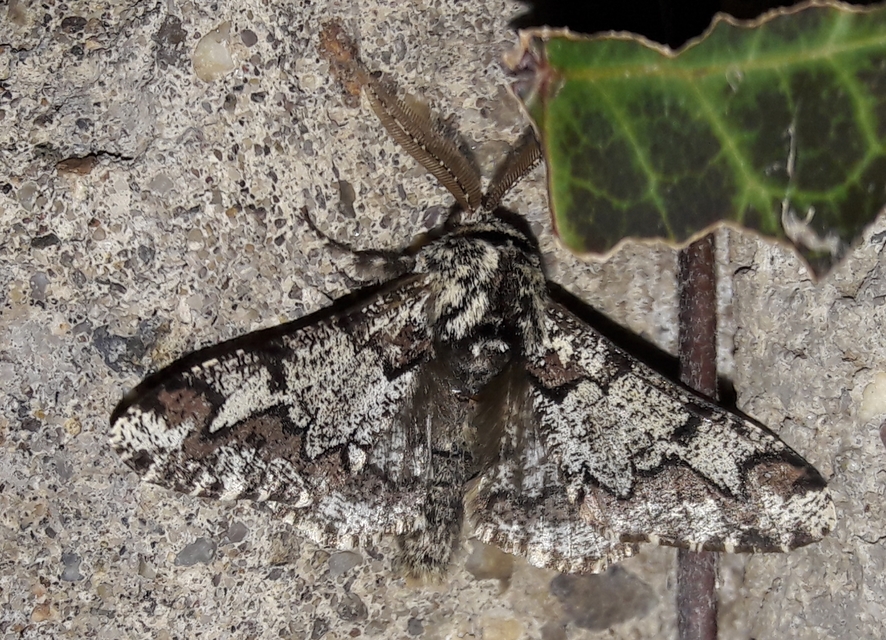 Biston strataria - barnapettyes araszoló