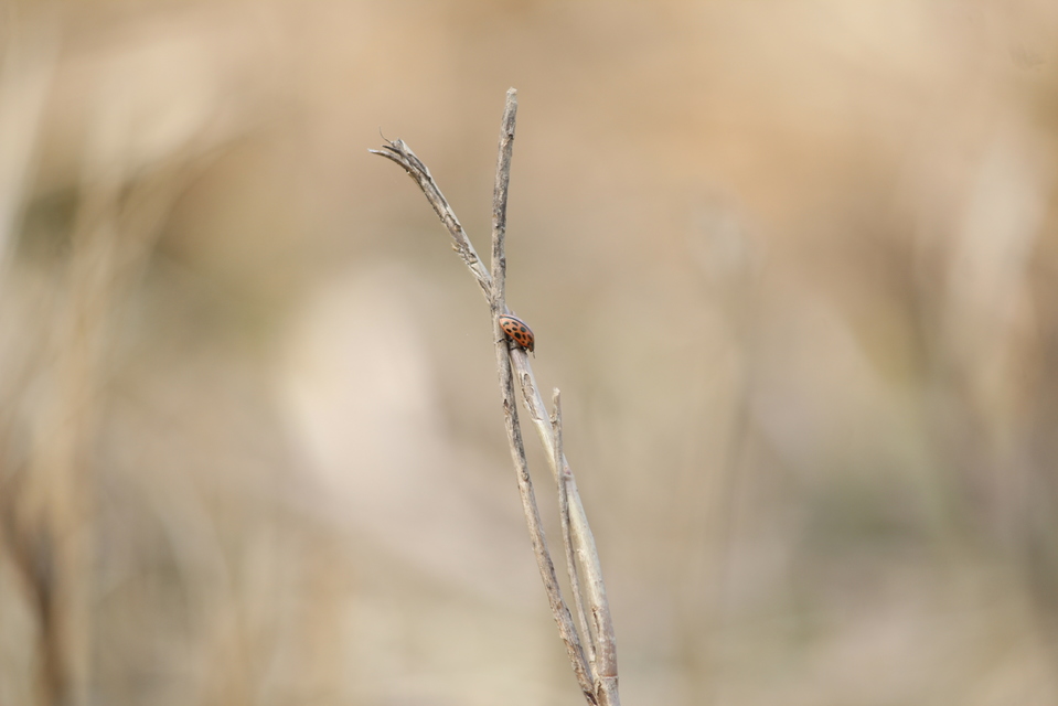 Chrysomela vigintipunctata - húszfoltos fűzlevelész
