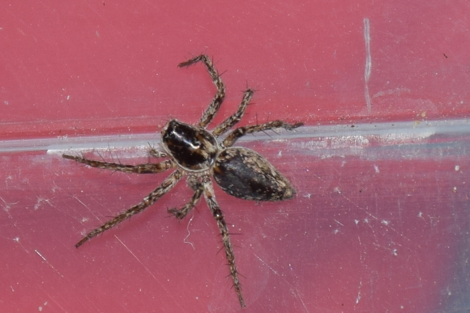 Oxyopes ramosus