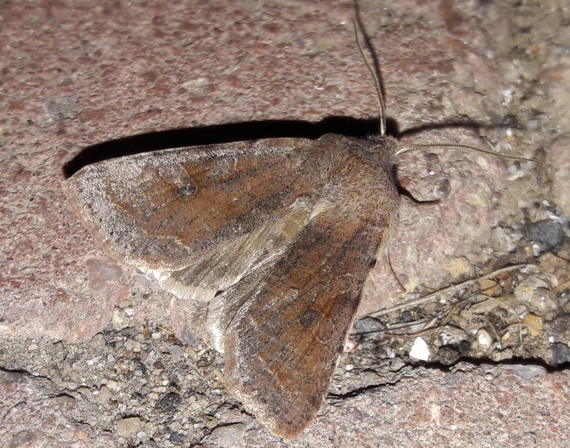 Orthosia incerta - változékony barkabagoly