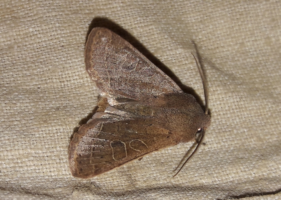 Orthosia cerasi - közepes barkabagoly