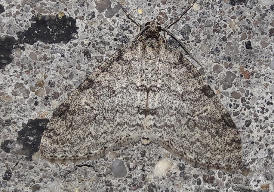 Trichopteryx carpinata - nyárfa-lebenyesaraszoló