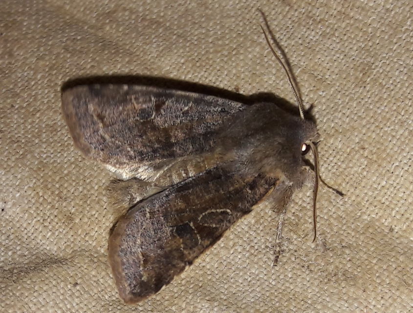 Orthosia incerta - változékony barkabagoly