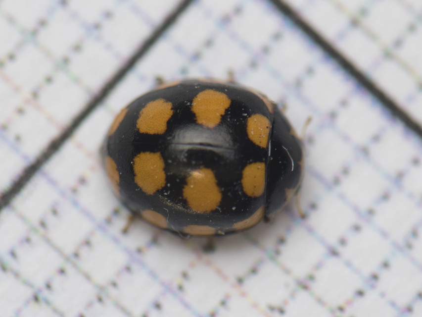 Coccinula quatuordecimpustulata - feketesárga katóka