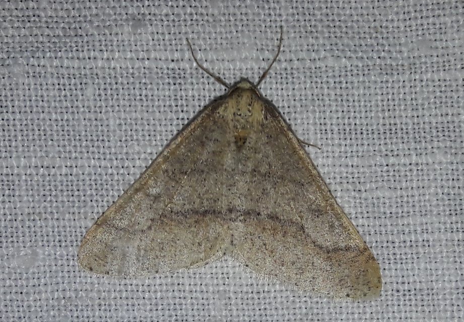 Agriopis marginaria - sárgás téliaraszoló