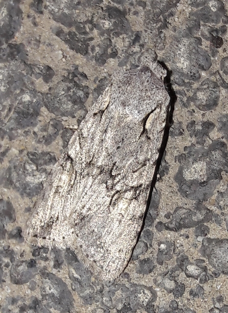 Lithophane ornitopus - közönséges fabagoly