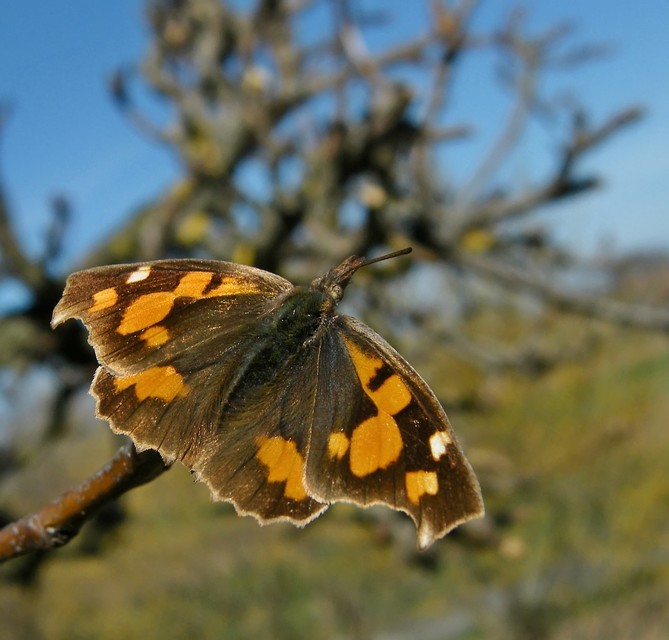 Libythea celtis - csőröslepke