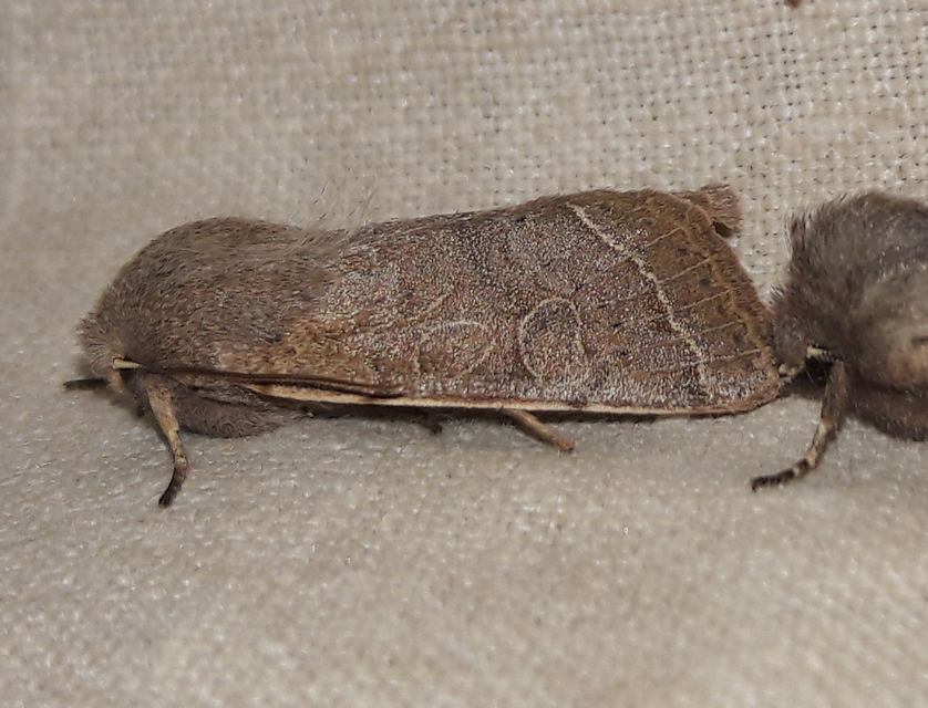 Orthosia cerasi - közepes barkabagoly