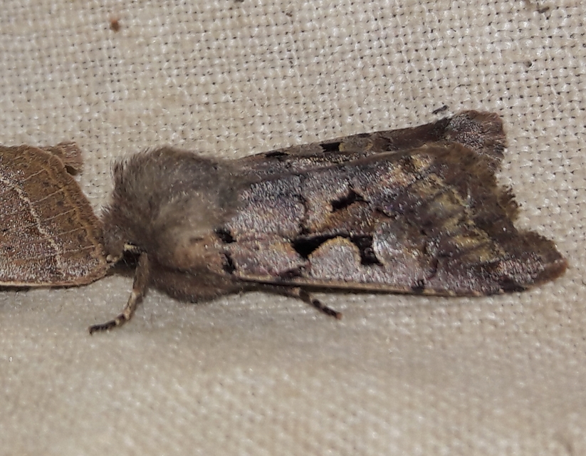 Orthosia gothica - feketefoltos barkabagoly